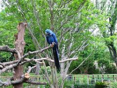 101PARC AUX OISEAUX DANS L AIN 2016 2_000018